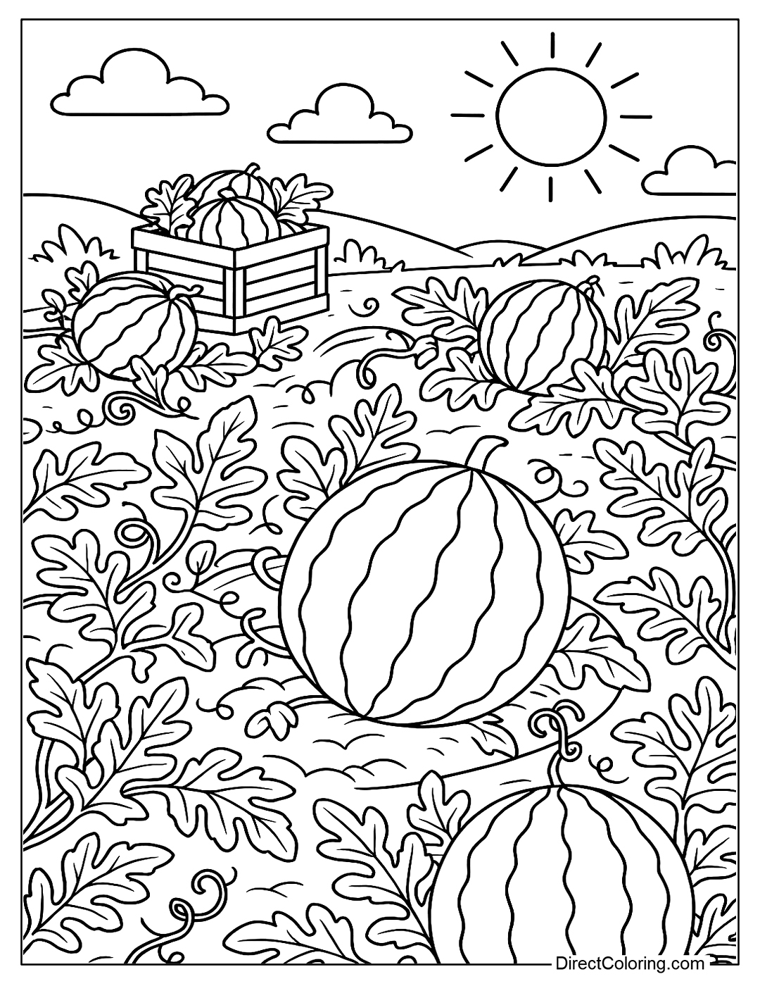 Coloring page of a watermelon field in harvest season, with vines, leaves, and ripe fruit.